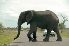 Afrikanischer Elefant (18 von 131).jpg